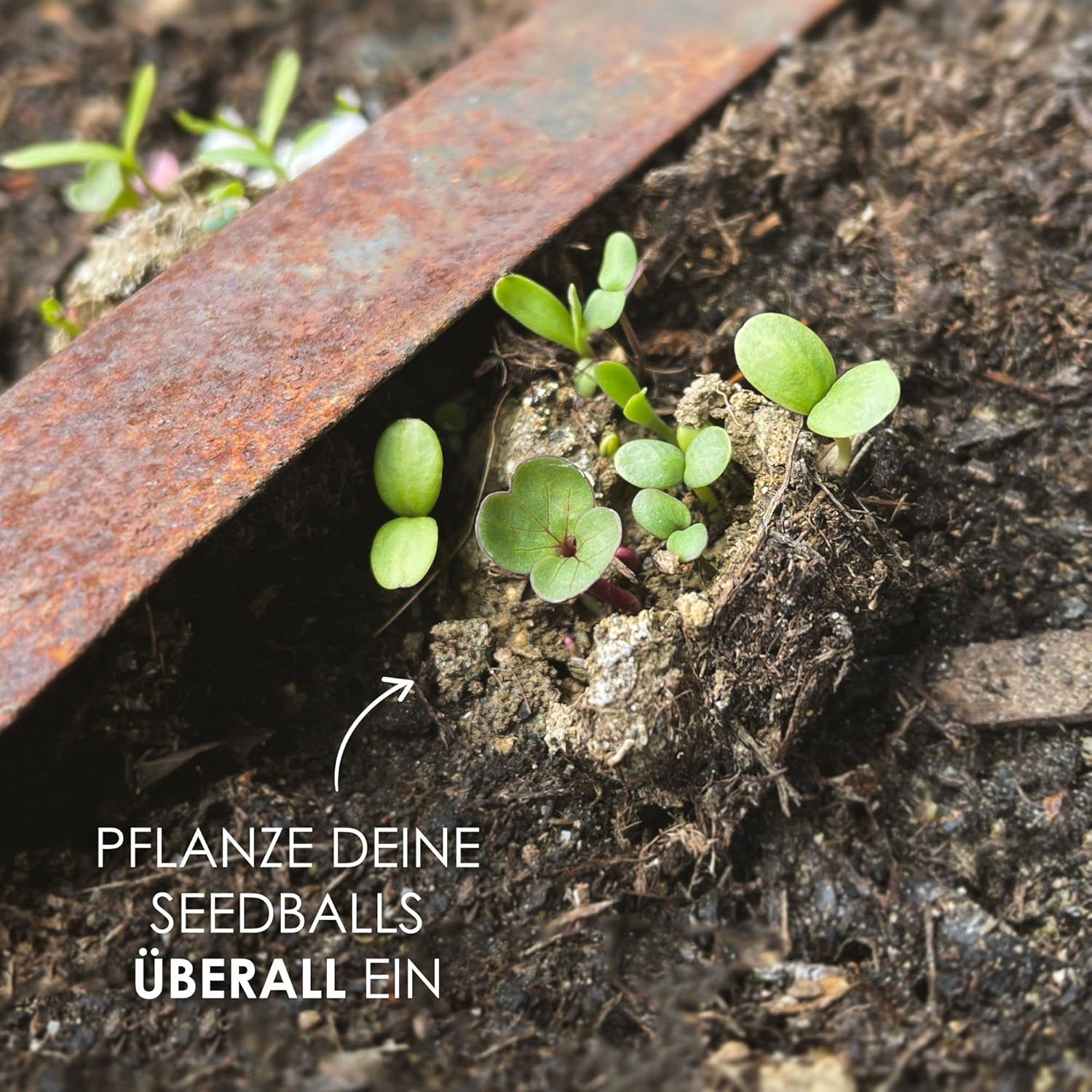 12x Samenbomben – Bunte Wildblumen Seedbombs für Bienen & Schmetterlinge, nachhaltige Geschenkidee, handgefertigt in Deutschland – Bild 5